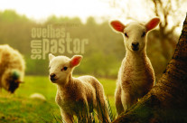 Sem Pastor!