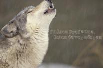 Lobos!