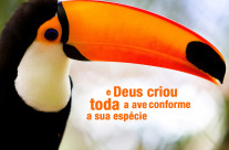 E Deus Criou