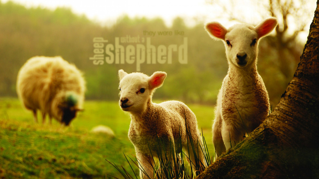 Without a Shepherd! | Christian Wallpapers