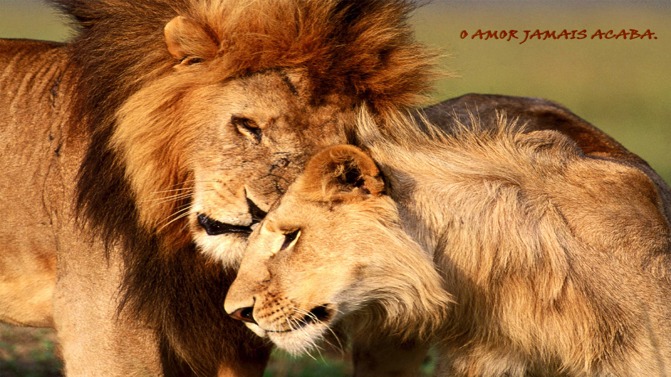 wallpaper amor dom_1366x768