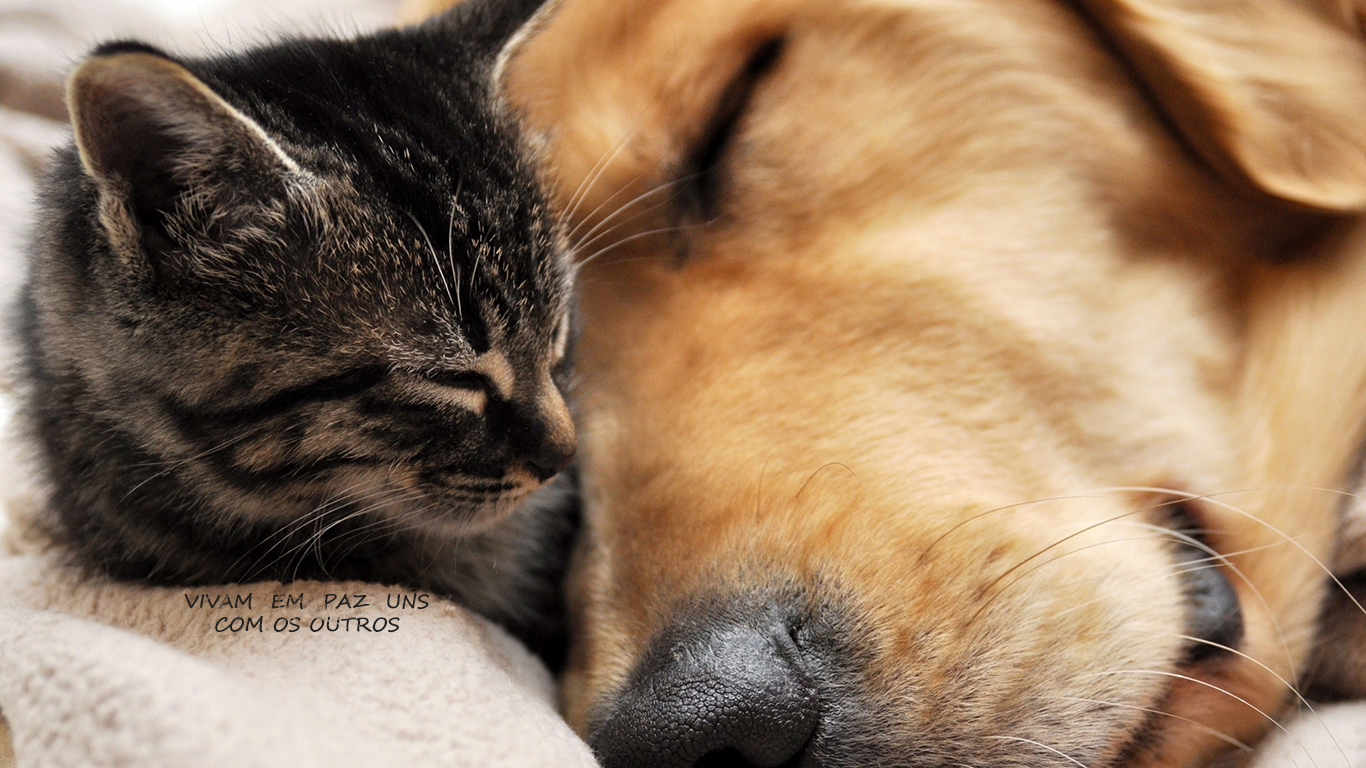 wallpaper cristao vivam paz uns outros gato cão_1366x768
