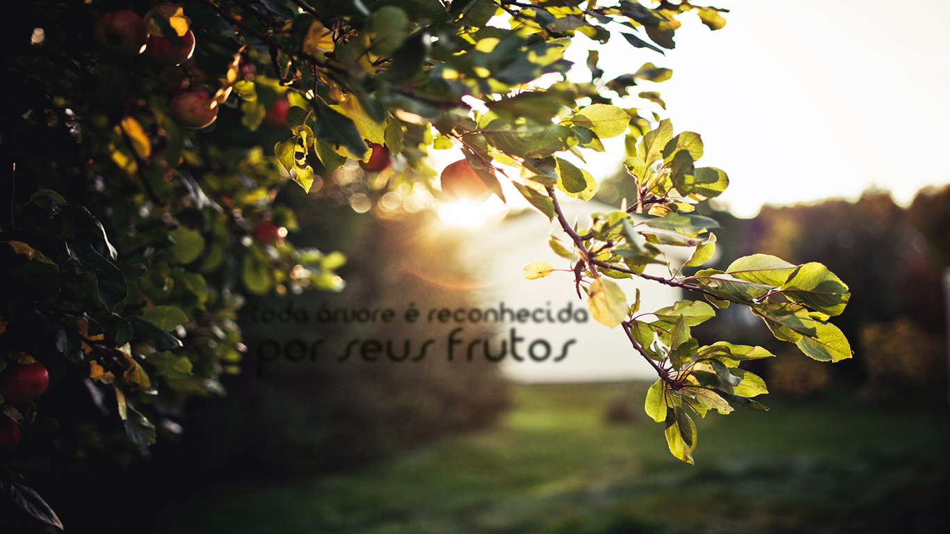 wallpaper cristao hd toda árvore é reconhecida por seus frutos_1366x768